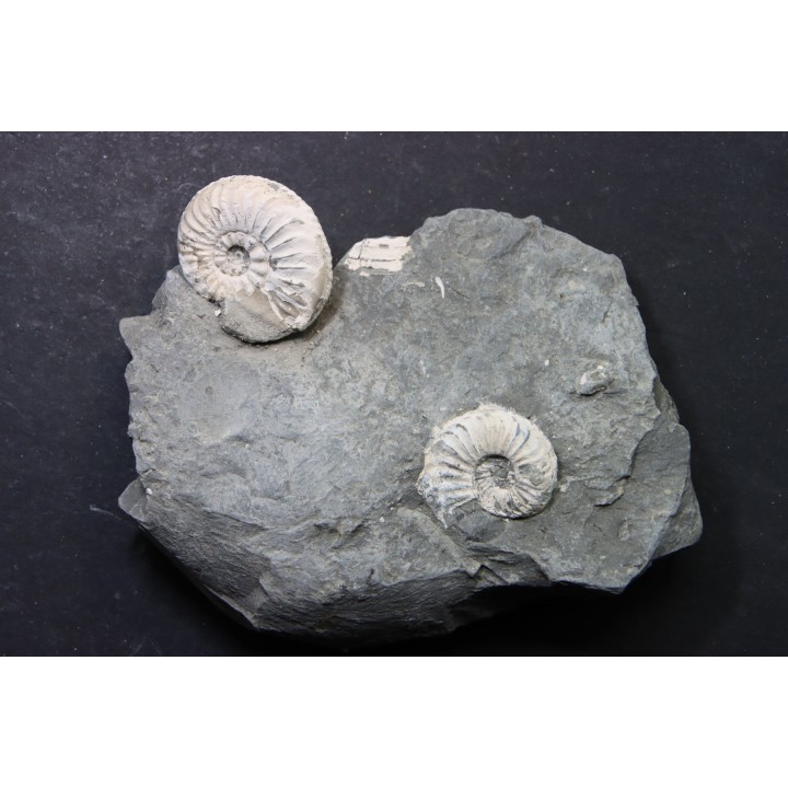 Pleuroceras Transiens - Domérien - Buttenheim, Germany