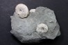 Pleuroceras Transiens - Domérien - Buttenheim, Germany