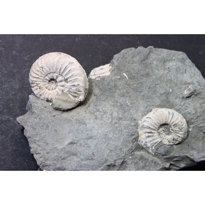 Pleuroceras Transiens - Domérien - Buttenheim, Germany