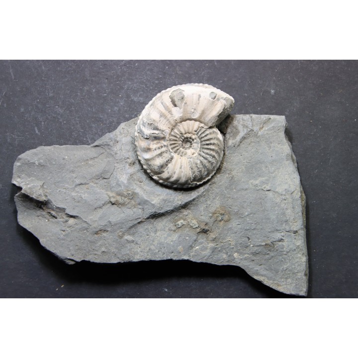 Pleuroceras Transiens - Domérien - Buttenheim, Germany