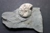 Pleuroceras Transiens - Domérien - Buttenheim, Germany
