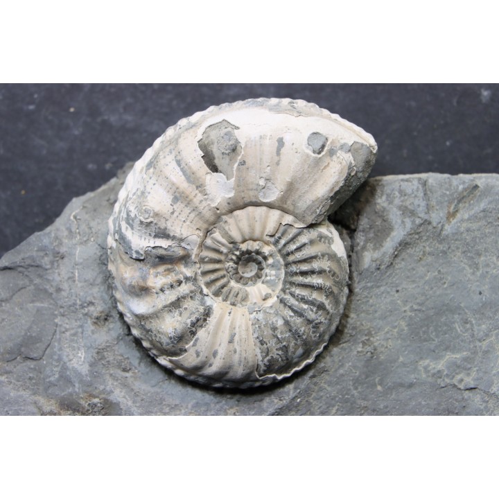 Pleuroceras Transiens - Domérien - Buttenheim, Allemagne