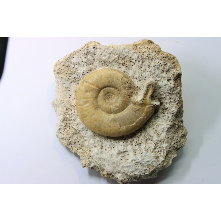 Orionoides indicus - callovien - horizon à leckenbyi - Montreuil Bellay - 49 - FRANCE