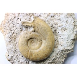 Orionoides indicus - callovien - horizon à leckenbyi - Montreuil Bellay - 49 - FRANCE