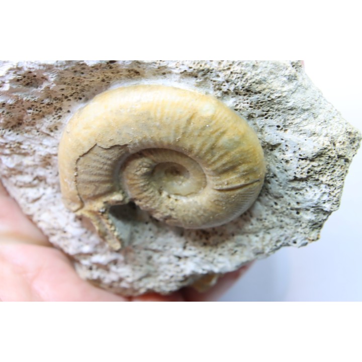 Orionoides indicus - callovien - horizon à leckenbyi - Montreuil Bellay - 49 - FRANCE