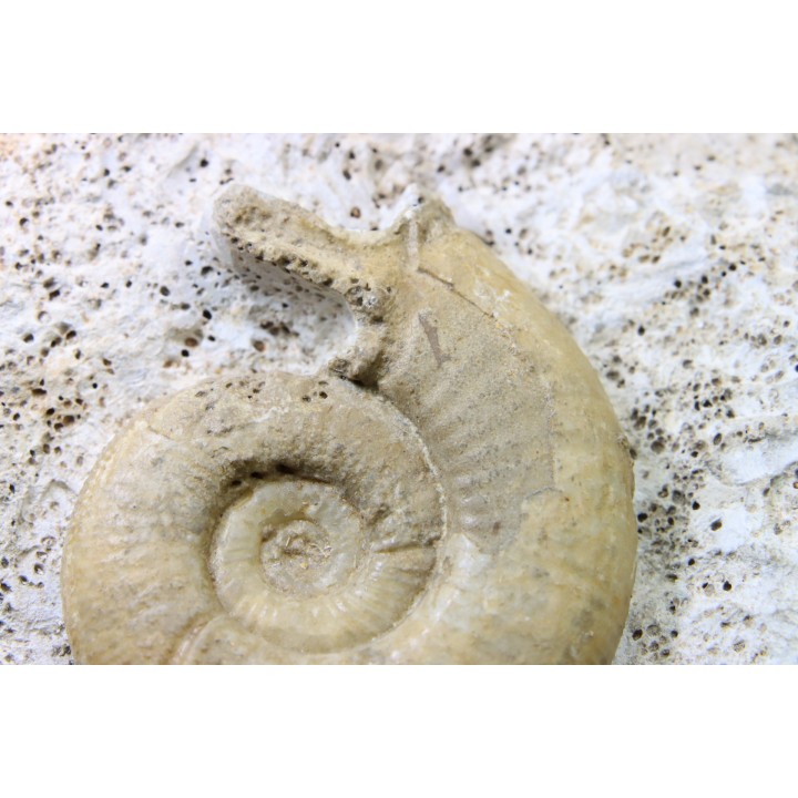 Orionoides indicus - callovien - horizon à leckenbyi - Montreuil Bellay - 49 - FRANCE
