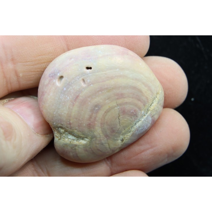 Solenopora ( Algue bleue) - Kimmeridgien - Charente Maritime, FRANCE