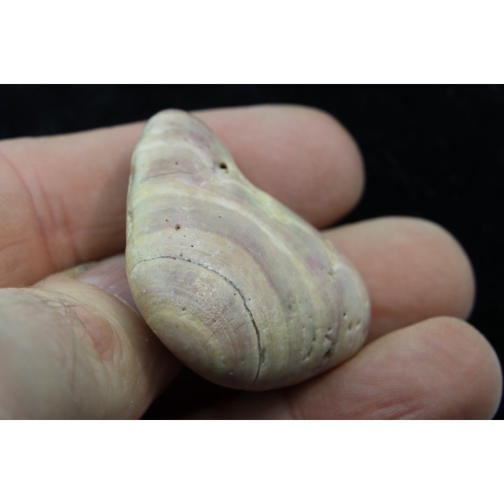 Solenopora ( Algue bleue) - Kimmeridgien - Charente Maritime, FRANCE