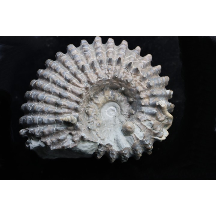 DOUVILLEICERAS MAMMILATUM
