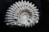 DOUVILLEICERAS MAMMILATUM