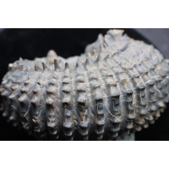DOUVILLEICERAS MAMMILATUM - albien moyen - Carrière Courcelles, Villemoyenne - Aube - France