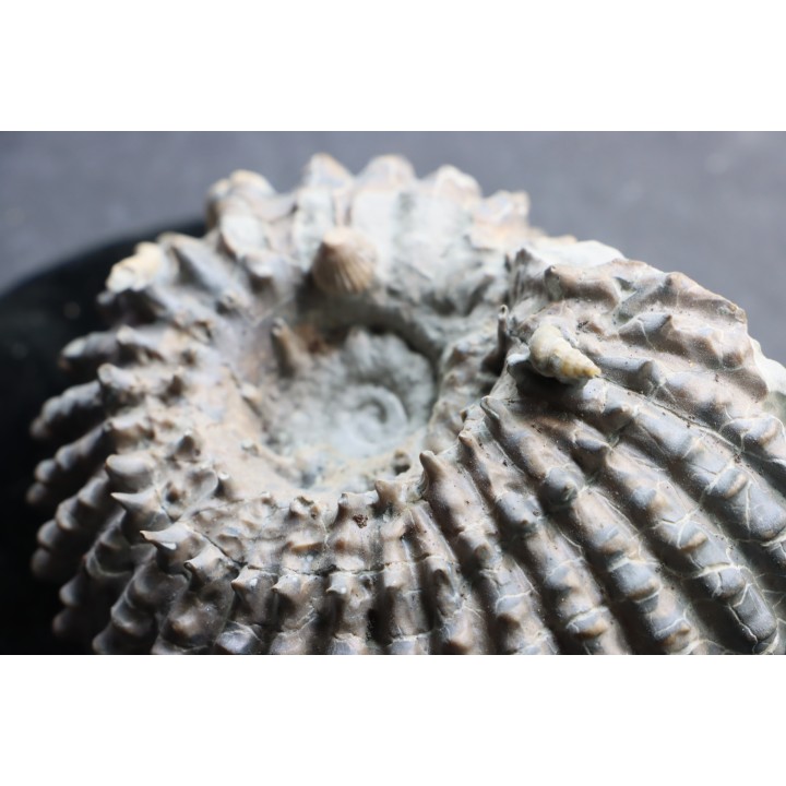 DOUVILLEICERAS MAMMILATUM