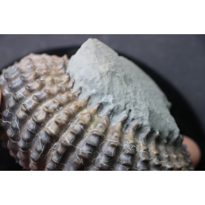 DOUVILLEICERAS MAMMILATUM