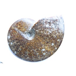 Placenticeras meeki -cretaceous - Dakota, USA