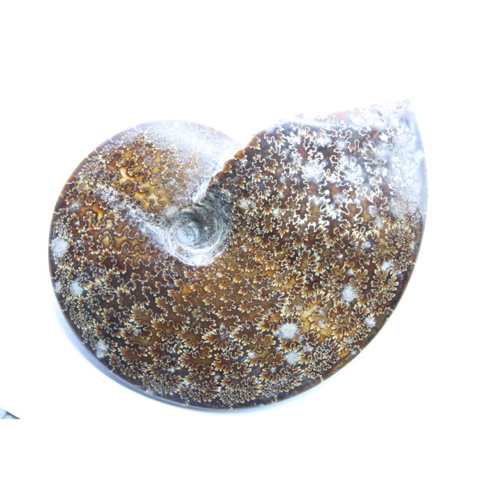 Placenticeras meeki -cretaceous - Dakota, USA
