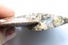 Placenticeras meeki -cretaceous - Dakota, USA