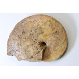 Wrightoceras aff. submunieri - Turonien - Asfla – Goulmima – Maroc