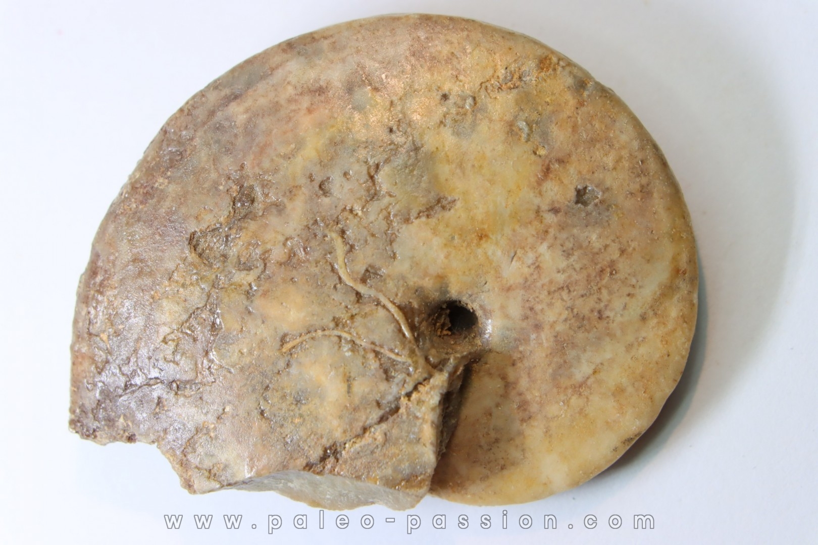 Wrightoceras aff. submunieri - Turonien - Asfla – Goulmima – Maroc