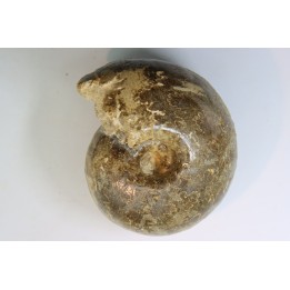 Fagesia Peroni - Turonien - Goulmima - Maroc