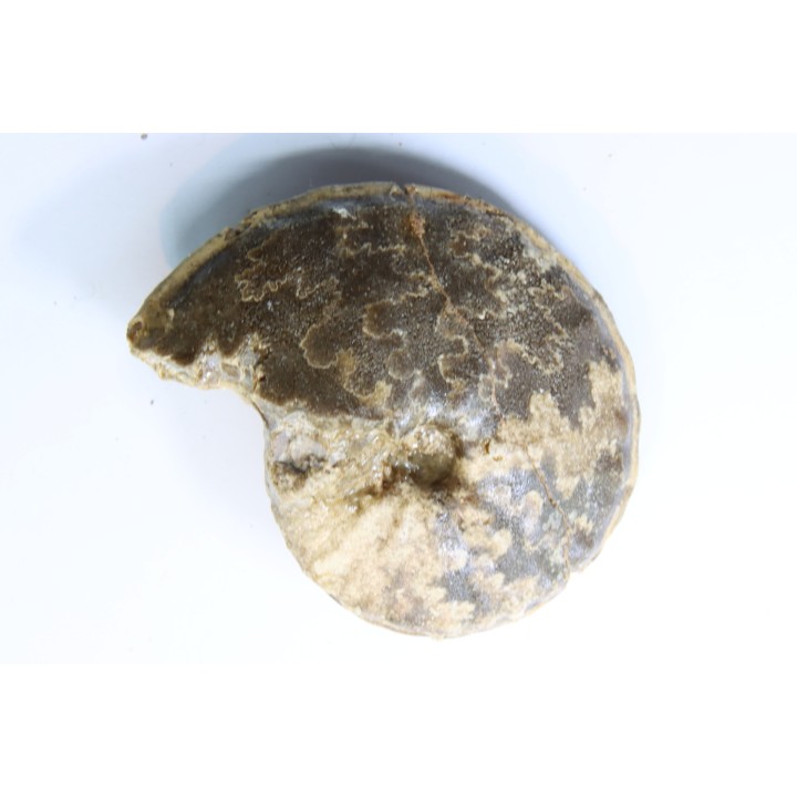 Choffaticeras segne - Turonien - Asfla – Goulmima – Maroc