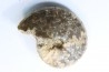 Choffaticeras segne - Turonian - Asfla – Goulmima – Morocco
