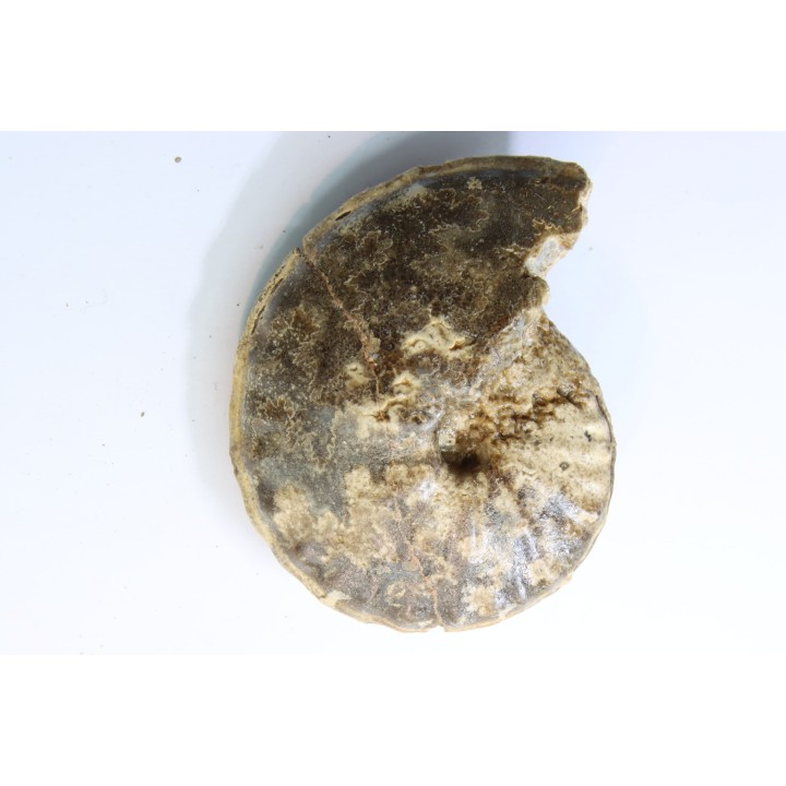 Choffaticeras segne - Turonian - Asfla – Goulmima – Morocco
