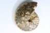 Choffaticeras segne - Turonian - Asfla – Goulmima – Morocco