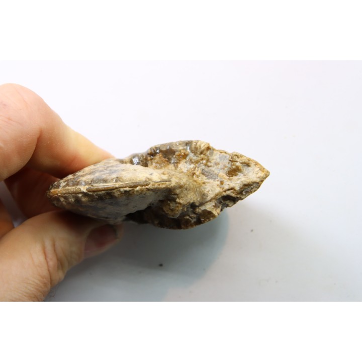 Choffaticeras segne - Turonian - Asfla – Goulmima – Morocco
