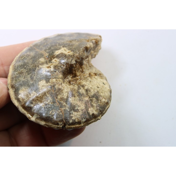 Choffaticeras segne - Turonien - Asfla – Goulmima – Maroc