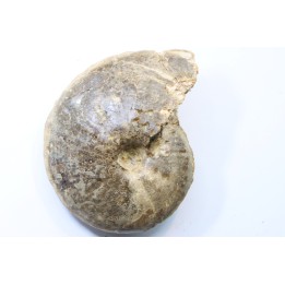 Choffaticeras segne - Turonien - Asfla – Goulmima – Maroc