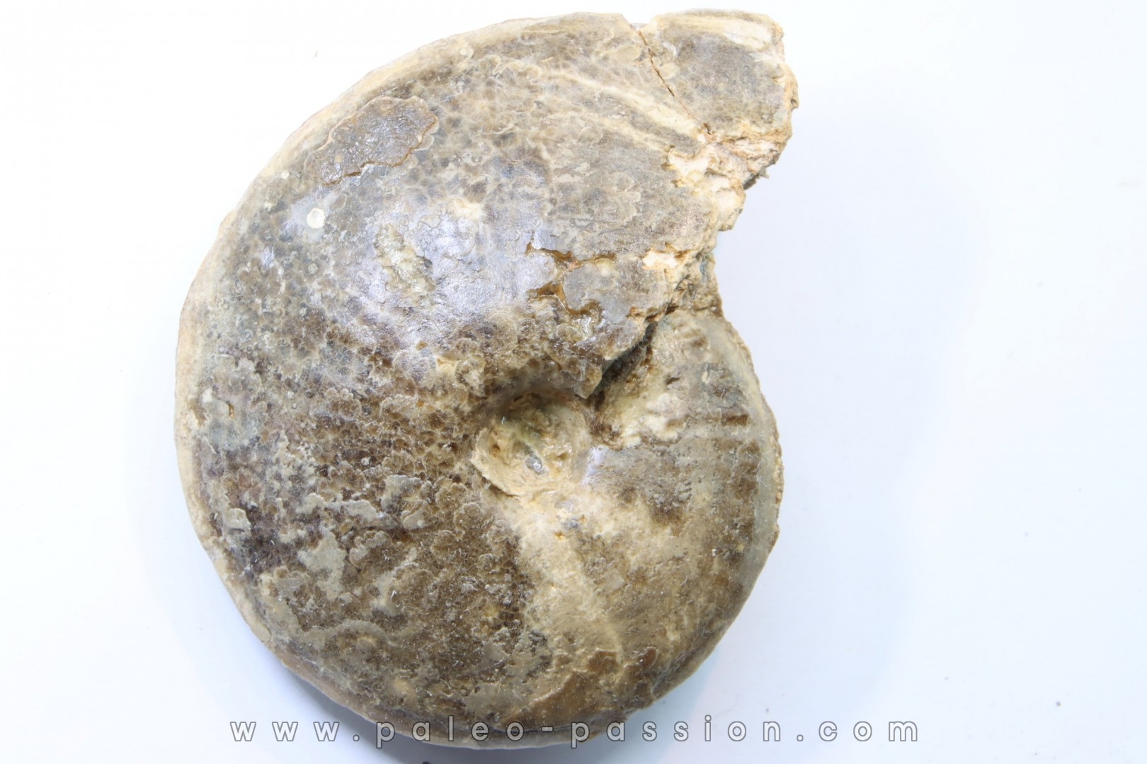 Choffaticeras segne - Turonien - Asfla – Goulmima – Maroc