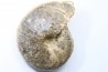 Choffaticeras segne - Turonian - Asfla – Goulmima – Morocco