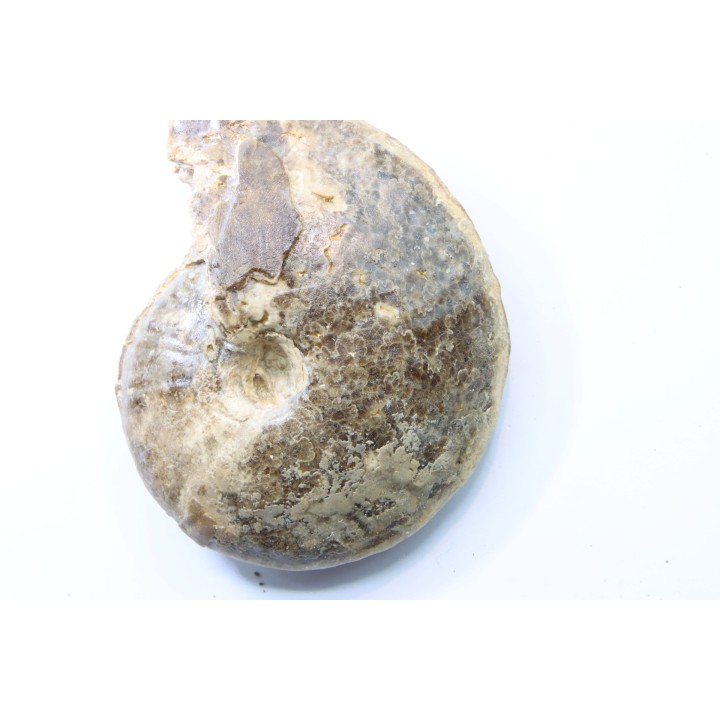 Choffaticeras segne - Turonian - Asfla – Goulmima – Morocco