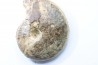 Choffaticeras segne - Turonian - Asfla – Goulmima – Morocco