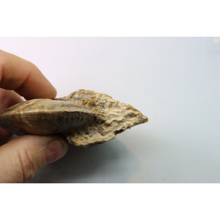 Choffaticeras segne - Turonian - Asfla – Goulmima – Morocco