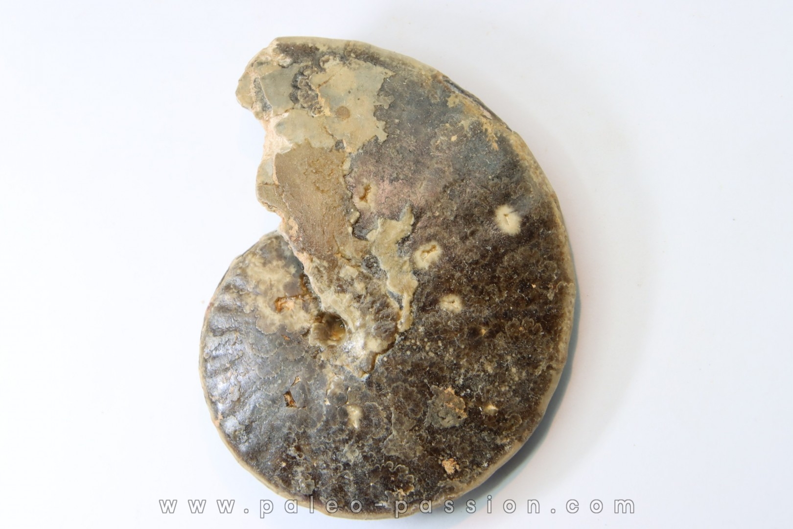 Choffaticeras segne - Turonien - Asfla – Goulmima – Maroc