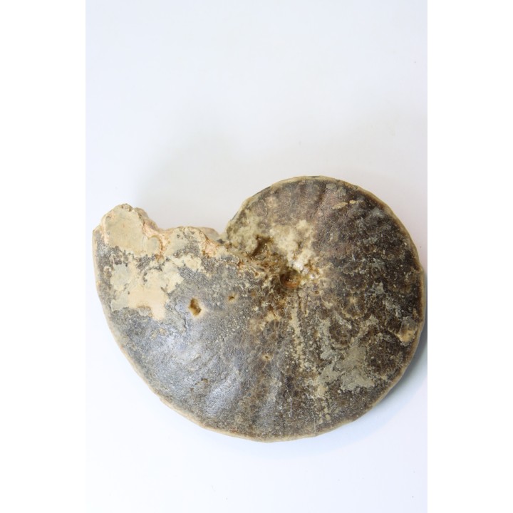 Choffaticeras segne - Turonien - Asfla – Goulmima – Maroc