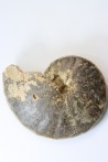 Choffaticeras segne - Turonien - Asfla – Goulmima – Maroc