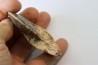 Choffaticeras segne - Turonien - Asfla – Goulmima – Maroc
