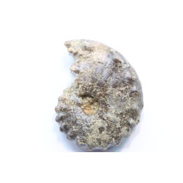 Mammites nodosoides - Turonien - Asfla – Goulmima – Maroc