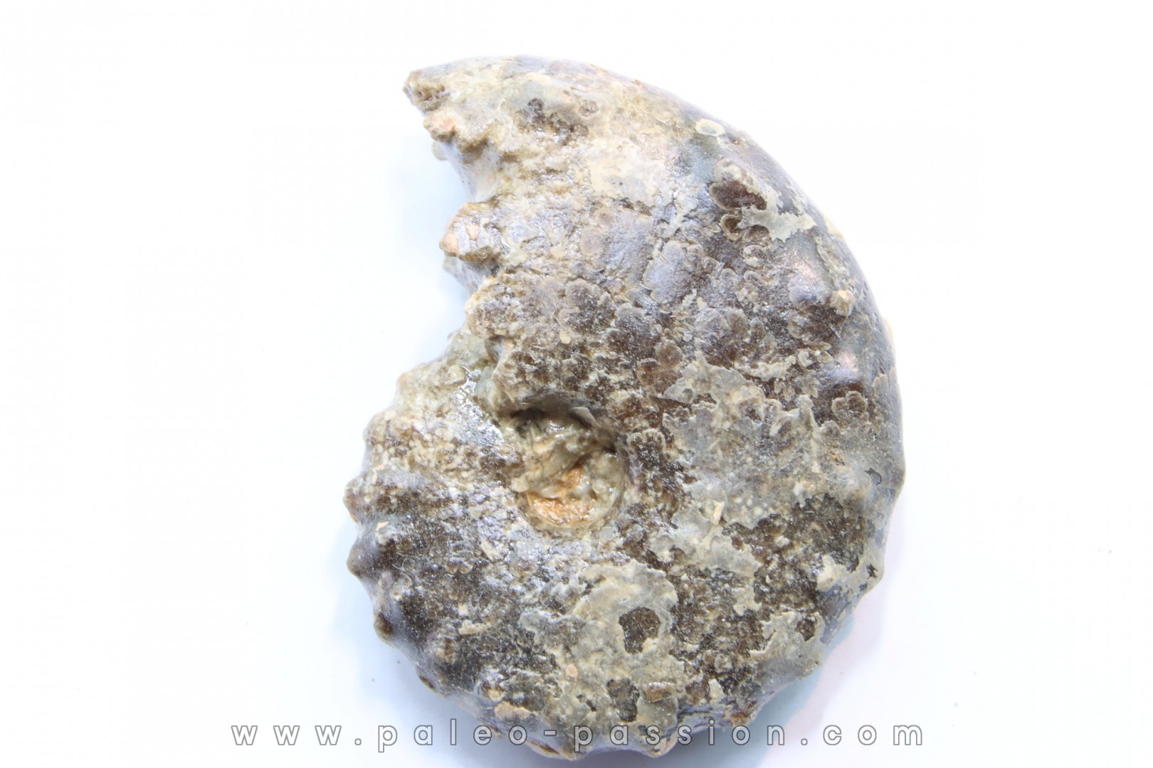 Mammites nodosoides - Turonien - Asfla – Goulmima – Maroc