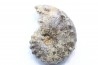 Mammites nodosoides - Turonian - Asfla – Goulmima – Morocco