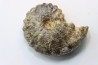 Mammites nodosoides - Turonien - Asfla – Goulmima – Maroc