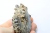 Mammites nodosoides - Turonien - Asfla – Goulmima – Maroc
