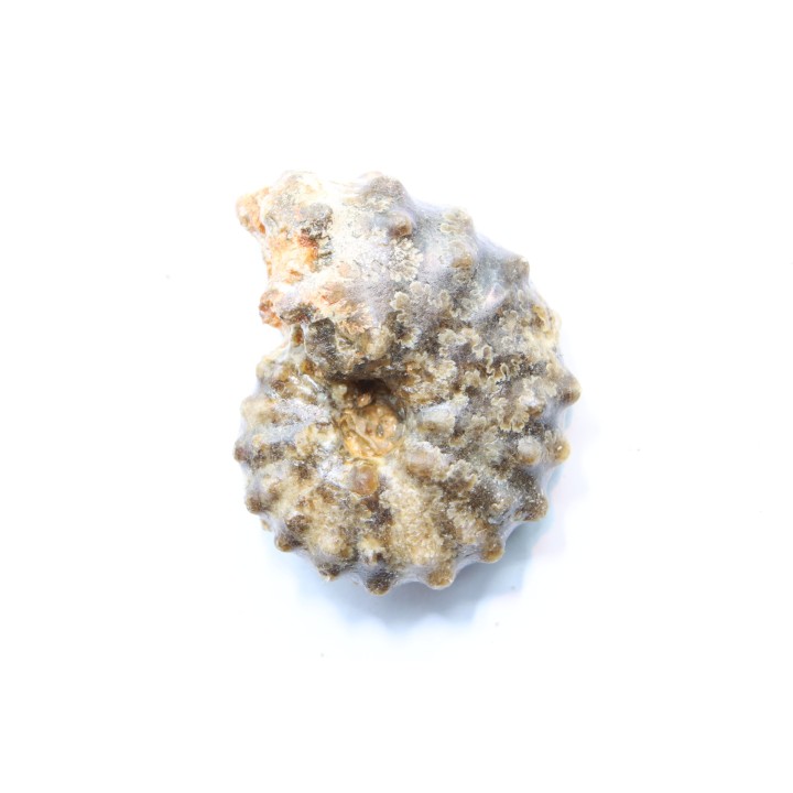 Mammites nodosoides - Turonian - Asfla – Goulmima – Morocco