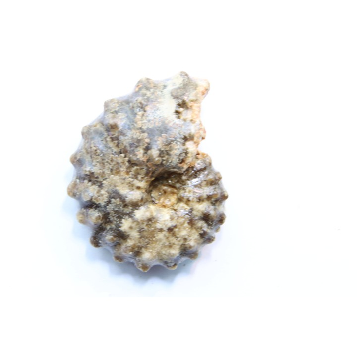 Mammites nodosoides - Turonien - Asfla – Goulmima – Maroc