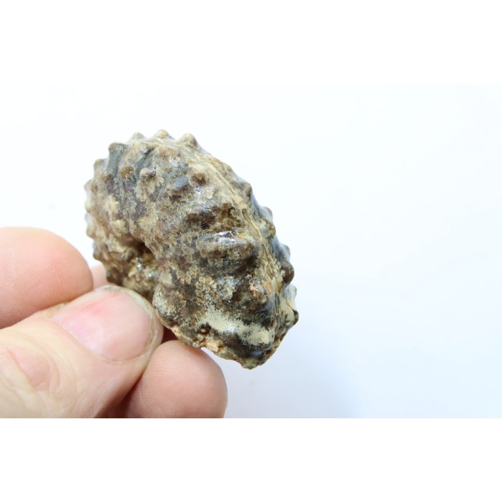 Mammites nodosoides - Turonien - Asfla – Goulmima – Maroc