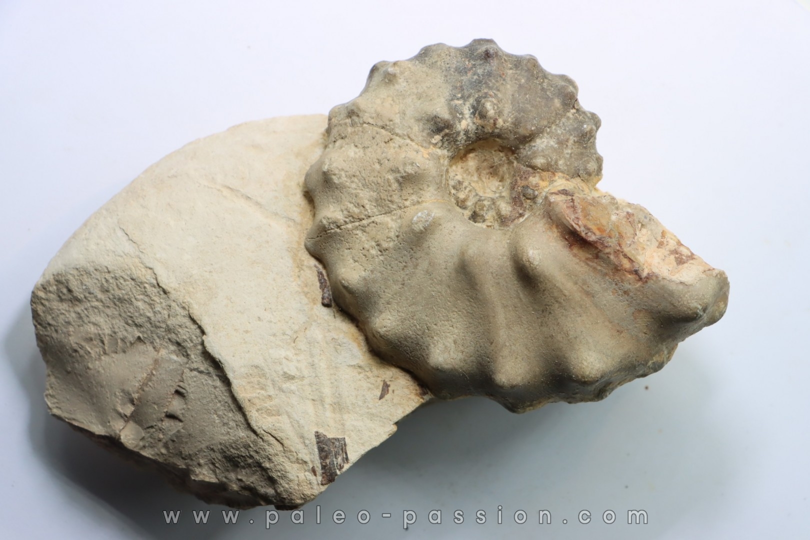 Mammites nodosoides - Turonien - Asfla – Goulmima – Maroc