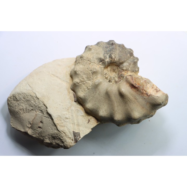 Mammites nodosoides - Turonian - Asfla – Goulmima – Morocco