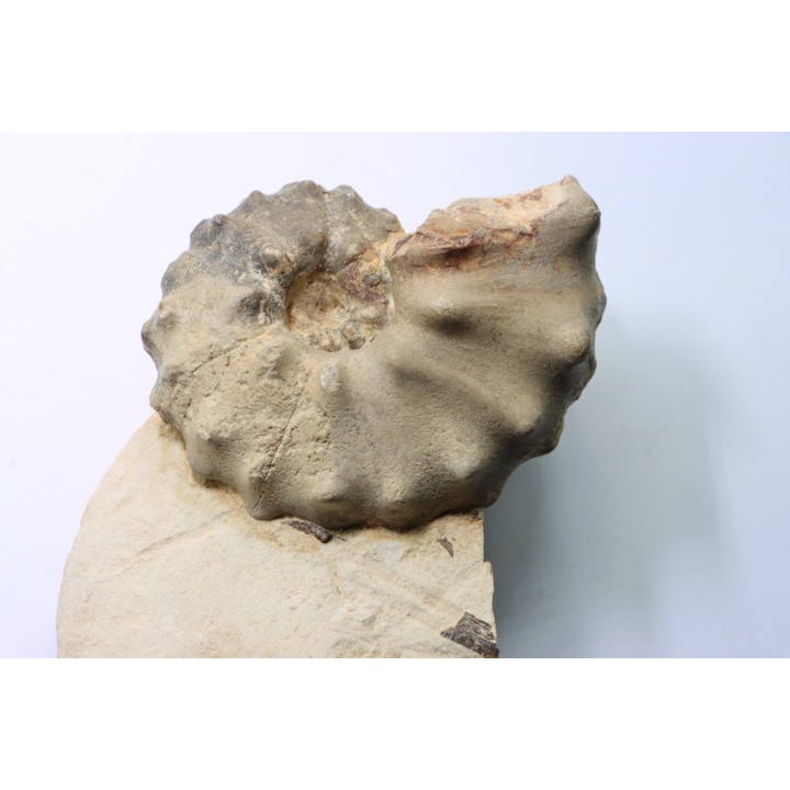 Mammites nodosoides - Turonien - Asfla – Goulmima – Maroc